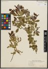 Foto von Salix triandra L.